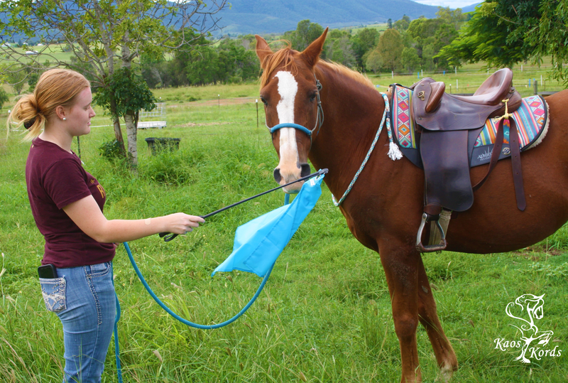 training flag horses