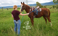 horse desensitising pole and string