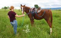 horse training pole and string