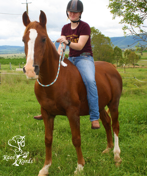 horse cordeo australia