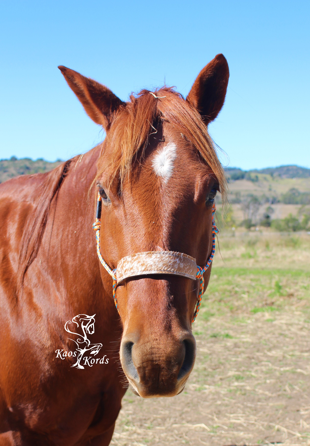 halter cowhide