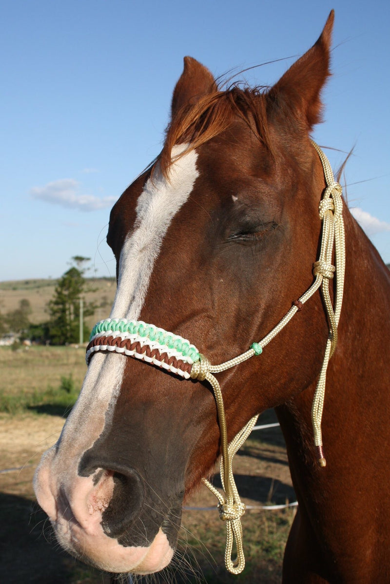 Rope halter Custom