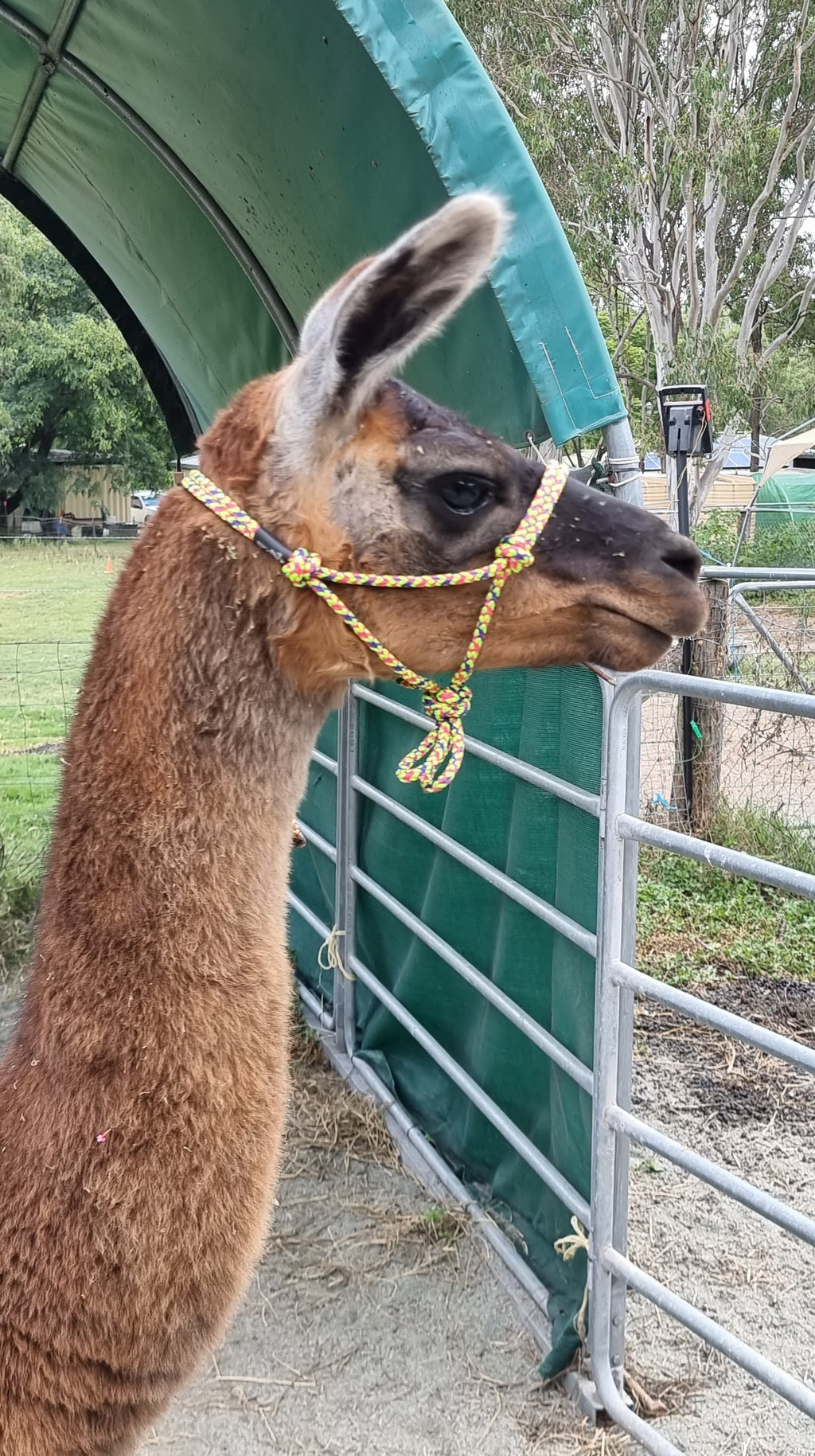 llama halters rope
