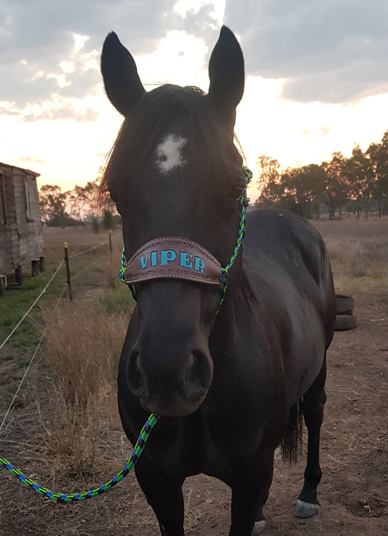 Halter With Name Noseband Painted Bronc Style