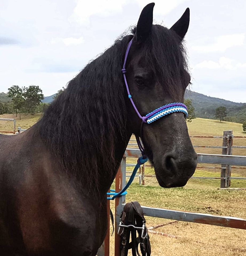 Rope halter Custom Braid