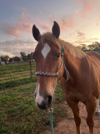 braided rope halter