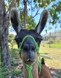 Rope Llama Halter