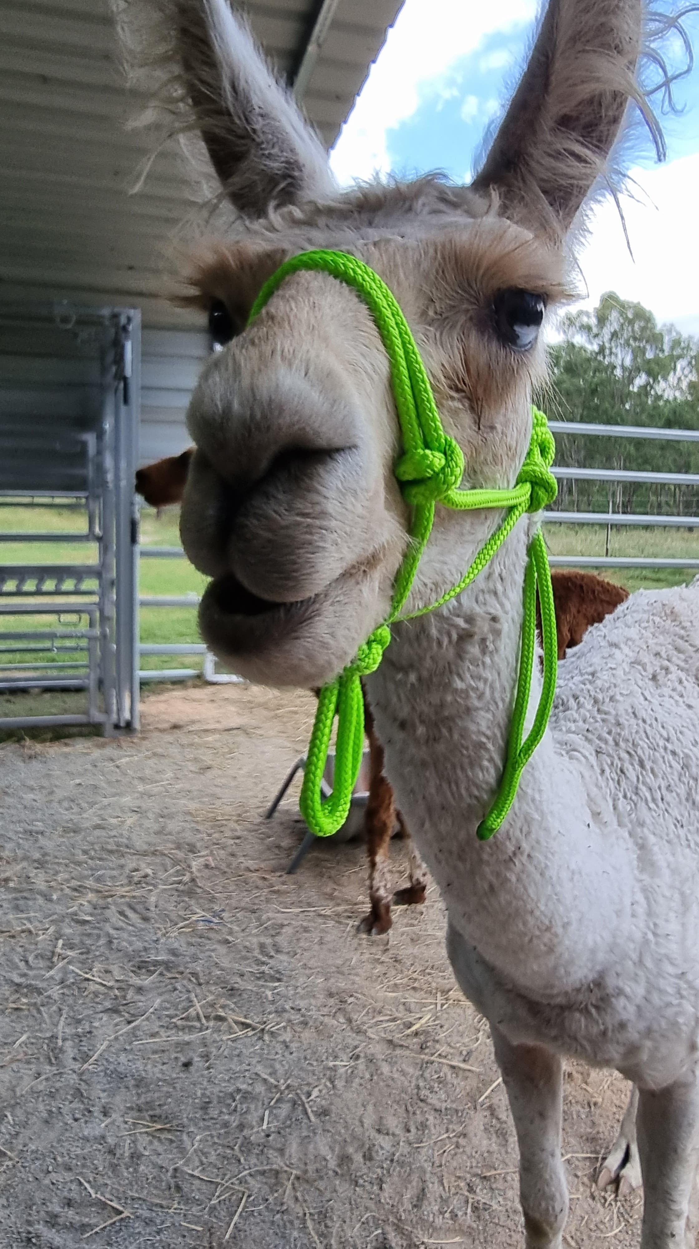 Llama Lead Rope Rope Llama Halter – Kaos Kords