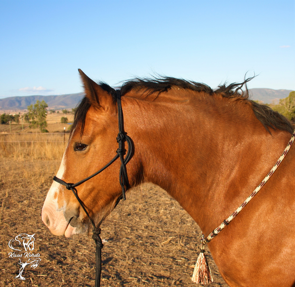 Bulk Buy Halter and Lead Sets