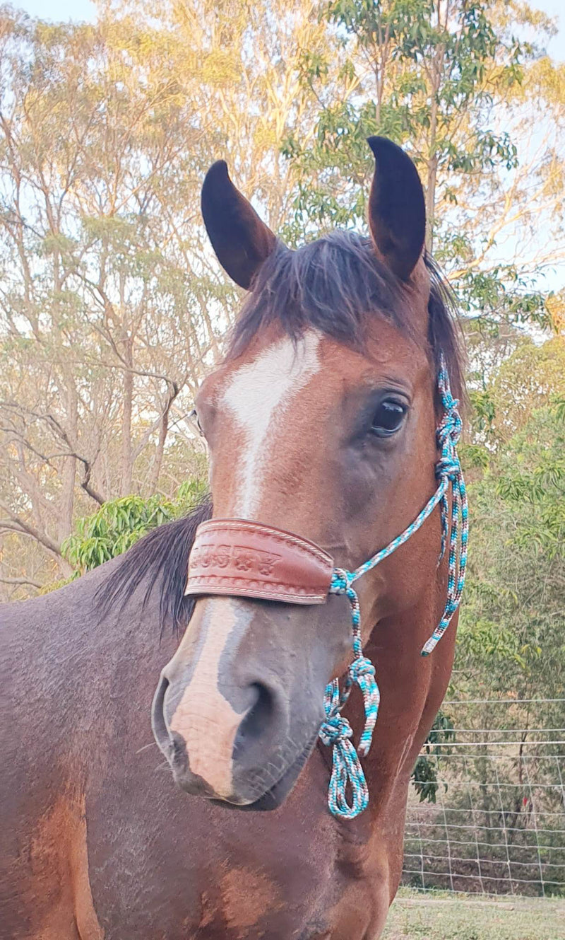 Loop Rein Attachment Side pull/Riding Halter With Leather Name Noseband  No Rings