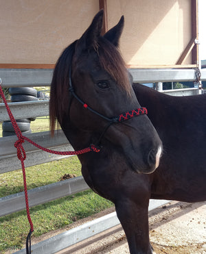 Bespoke Rope Halter With Herringbone Stitched braid