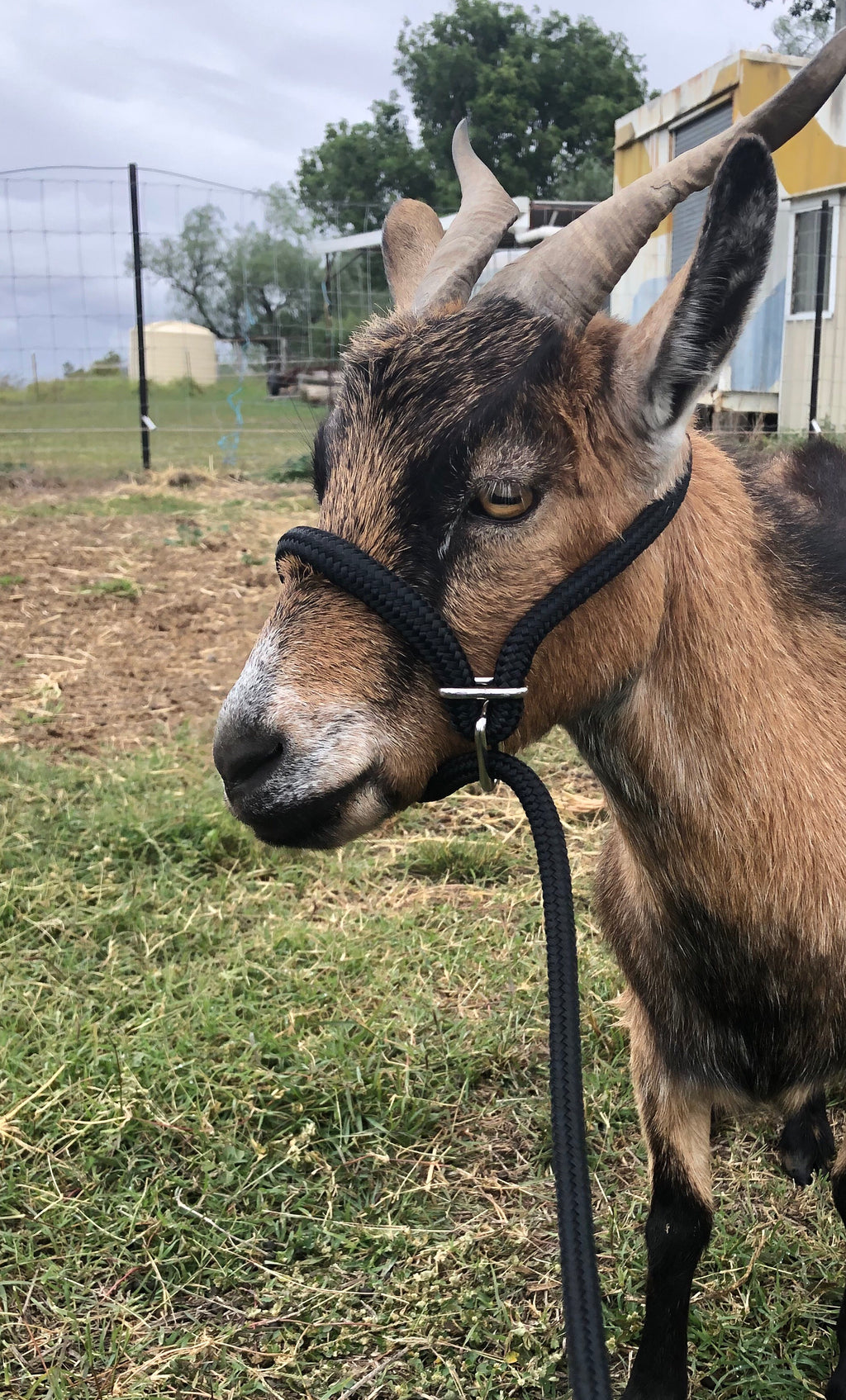 Adjustable 10mm Goat/Alpaca/Calf/Sheep Halter/lead