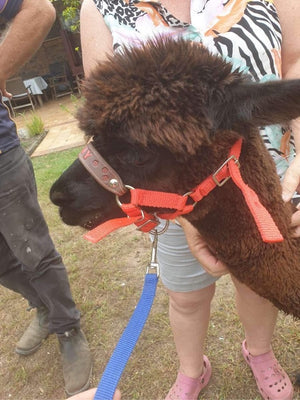 alpaca halter with name