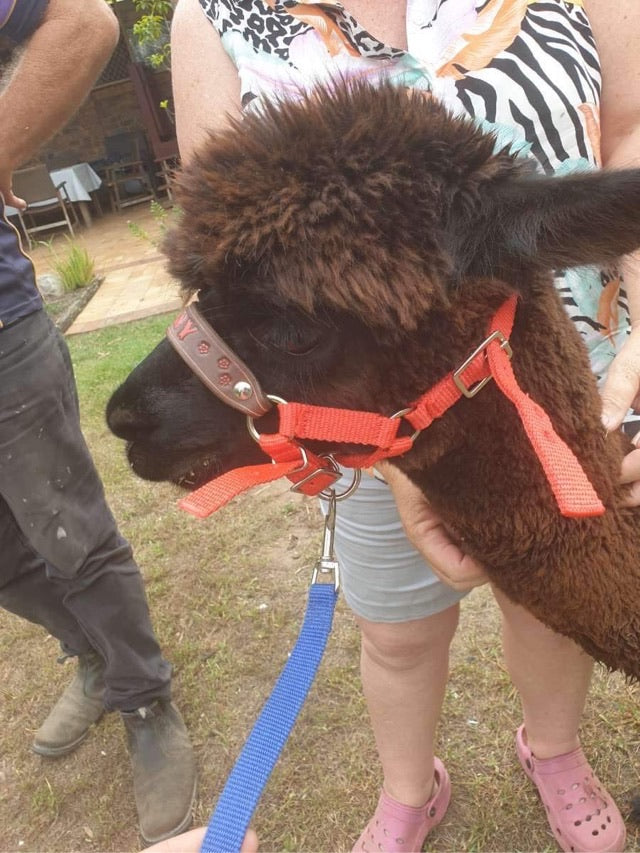 alpaca halter with name