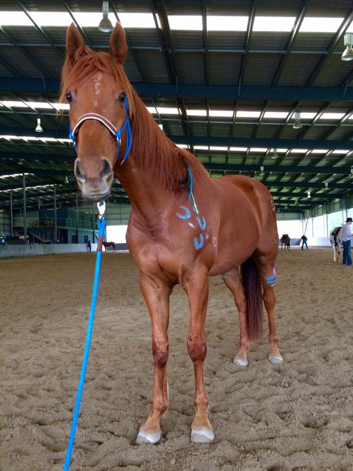 Side Pull/Riding Halter With Flat Braid
