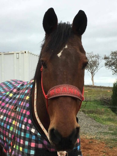 Rope Halter Name