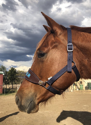 buckle horse halter with name