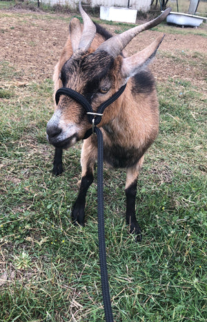 Adjustable 10mm Goat/Alpaca/Calf/Sheep Halter/lead