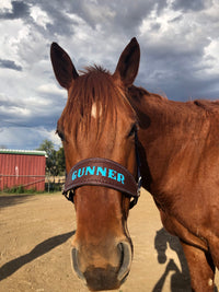 horse name halter australia