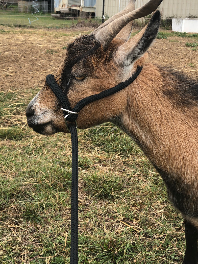 Adjustable 10mm Goat/Alpaca/Calf/Sheep Halter/lead