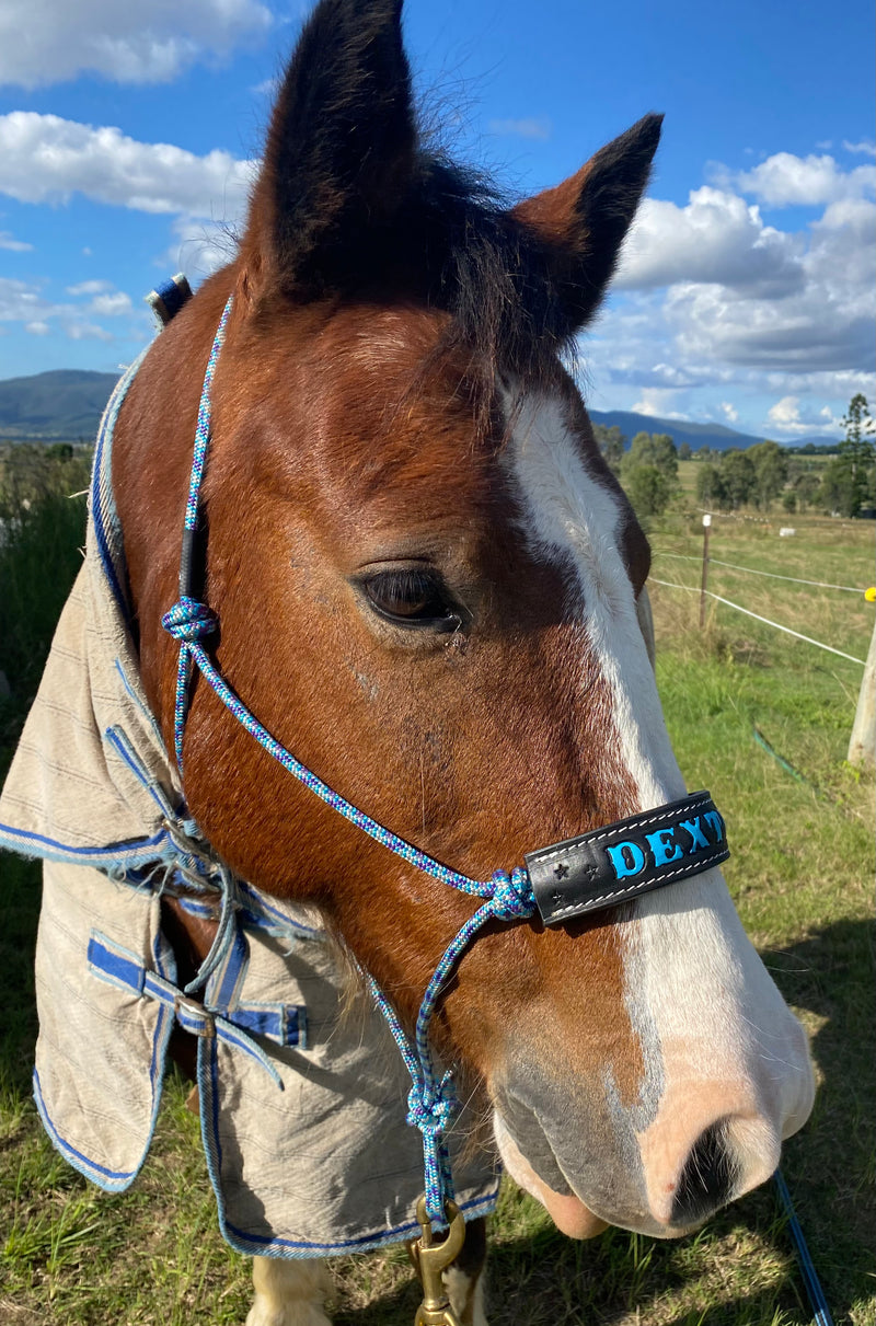 Halter With Name Noseband Painted Rectangle Shape