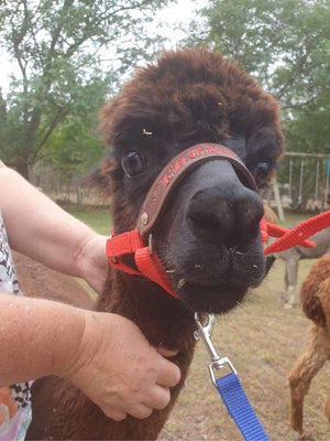 leather name alpaca halter