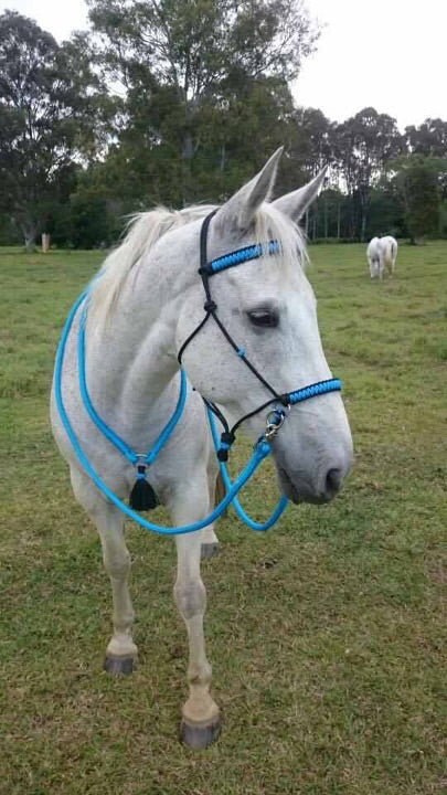 Bitless Bridle Rope