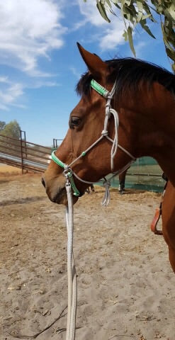Rope Bridle Bitless Sliding Chin Strap