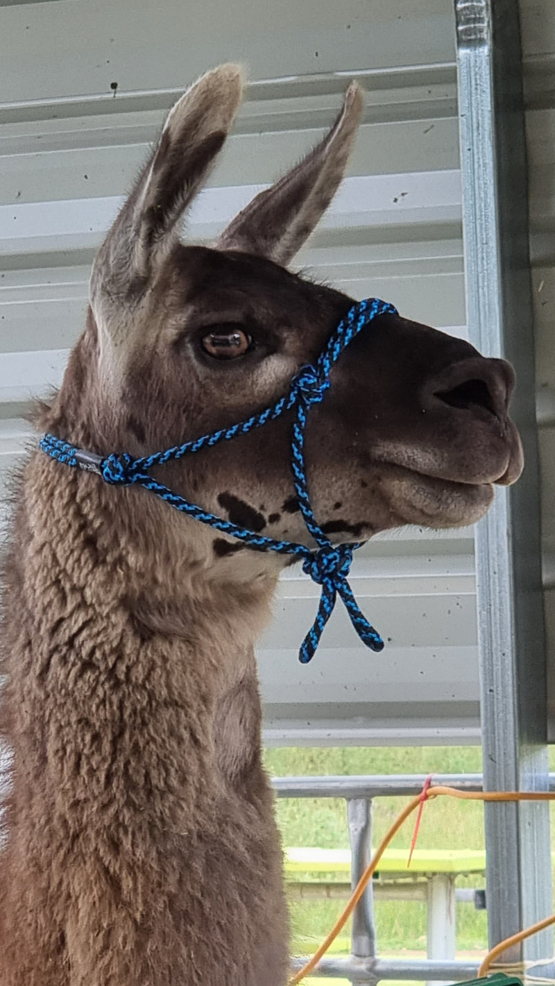 llama halter australia 