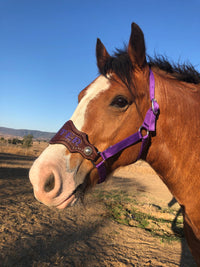 custom horse name halter