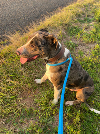 Dog Slip Lead With Ring