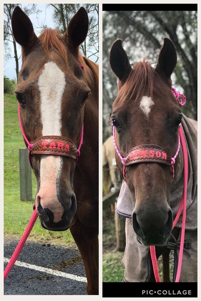 Halter With Name Noseband Painted Bronc Style