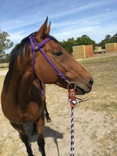 Flat Style Rope Bridle 12mm With Clips