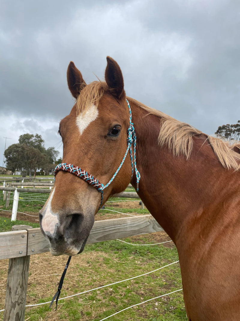 rope horse halter australia