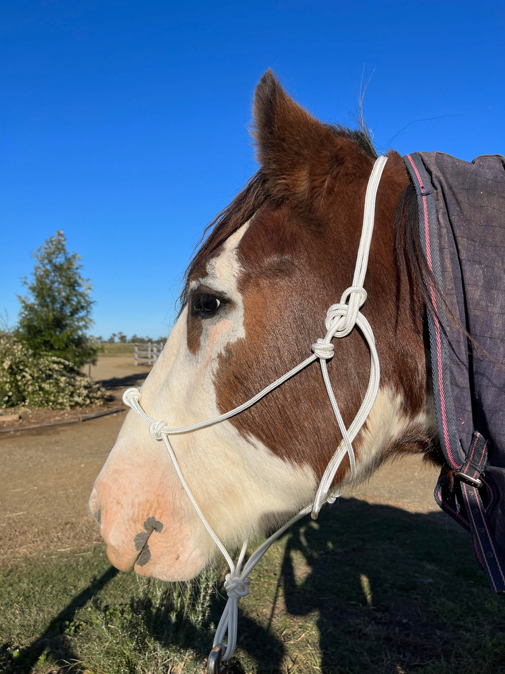 very stiff horse rope halter