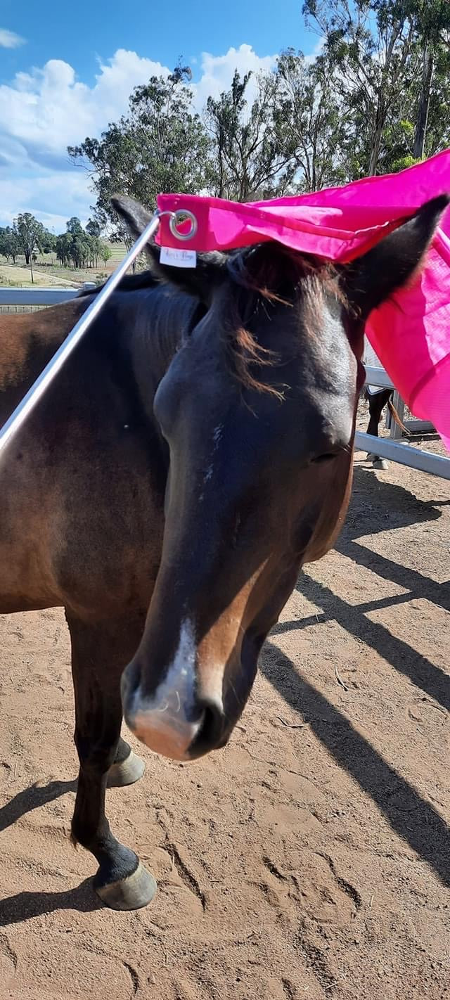 horse training flag