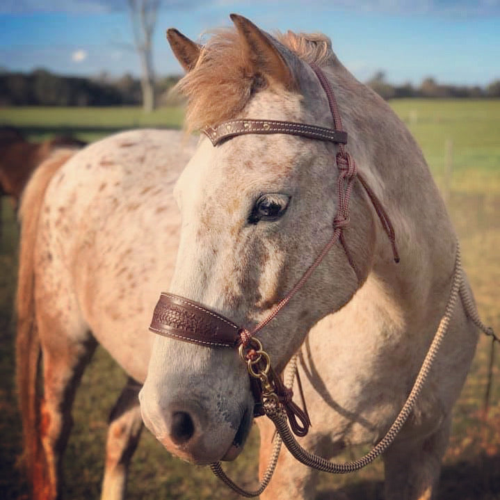 Bitless Bridle With Leather Noseband and Browband