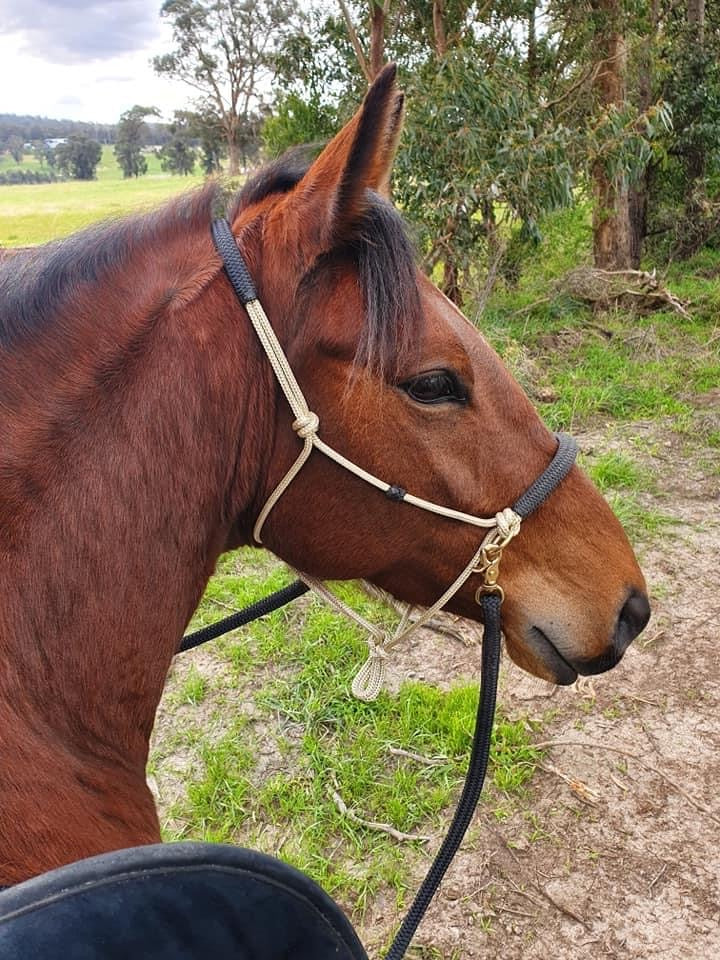 Side Pull/Riding Halter With Padded Nose and Poll With Or Without Chin Strap