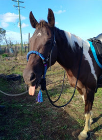 Bosal