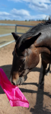 horsemanship trainingl flag