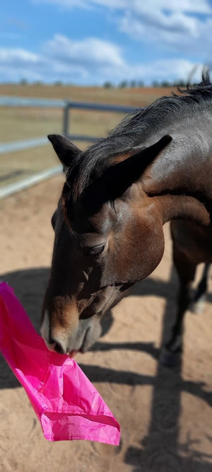 horsemanship trainingl flag