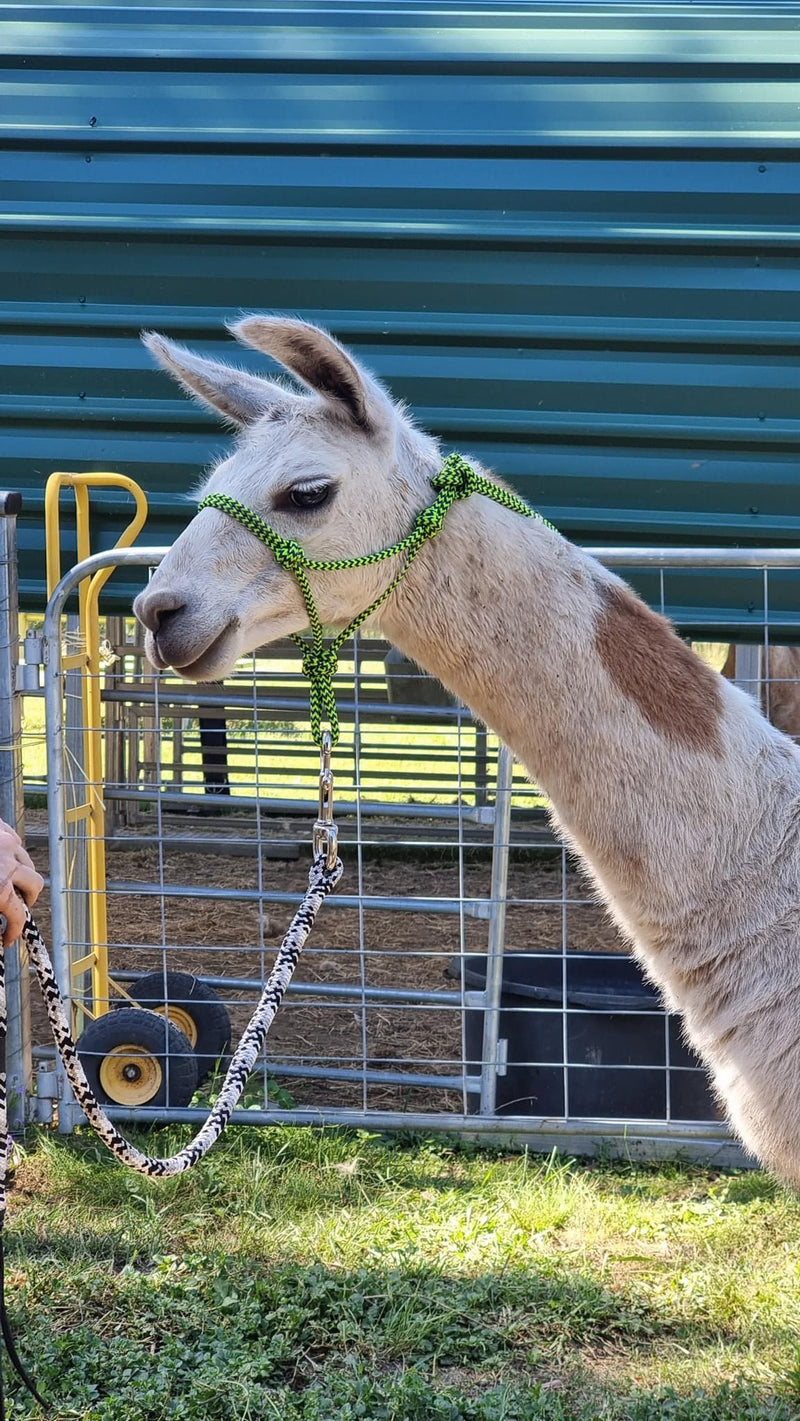 rope llama halter