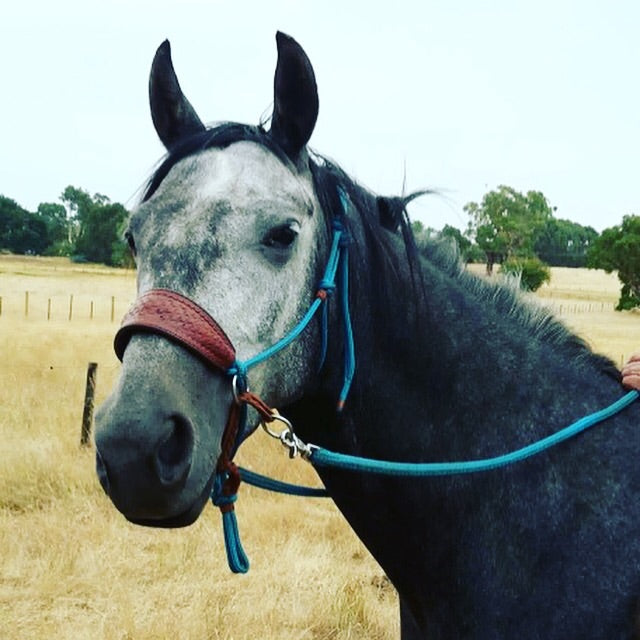 Bitless Bridle Leather Noseband
